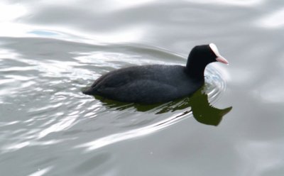 Gallinella d 'acqua