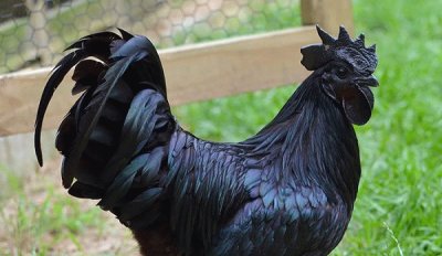 Gallo nero