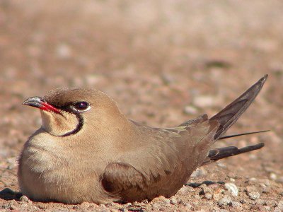 Glareola pratinicola