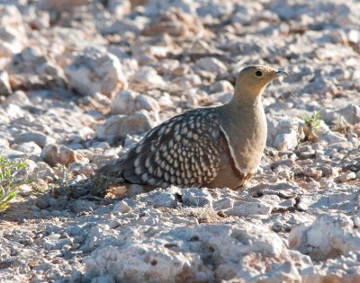 Grandule di Namaqua