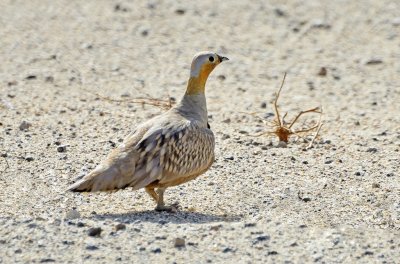 Grandule coronata