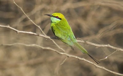 Gruccione verde