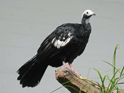 Guan fischiatore di Trinidad