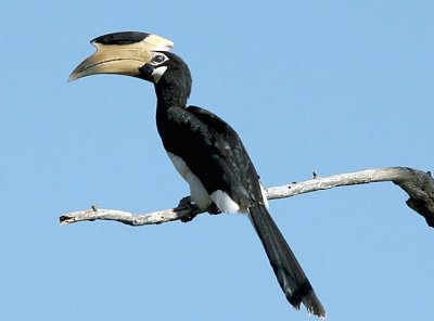 Hornbill