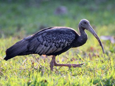 Ibis gigante