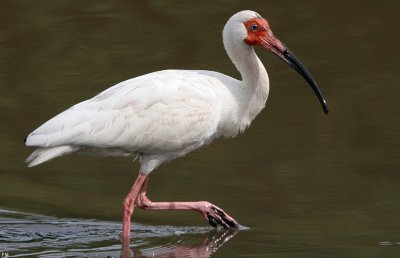 Ibis bianco