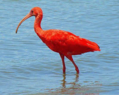 Ibis rosso