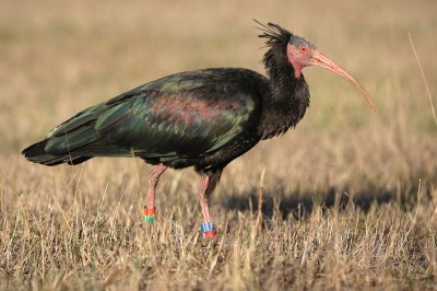 Ibis eremita