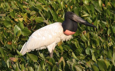 Jabiru