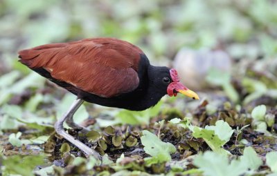 Jacana