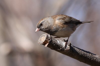 Junco