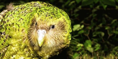 Kakapo