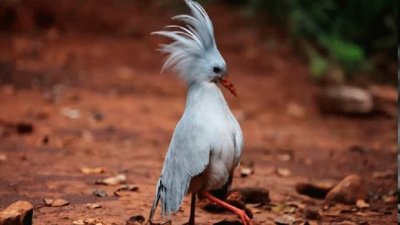 Kagu