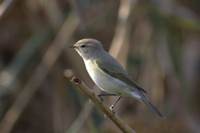 Lui piccolo siberiano