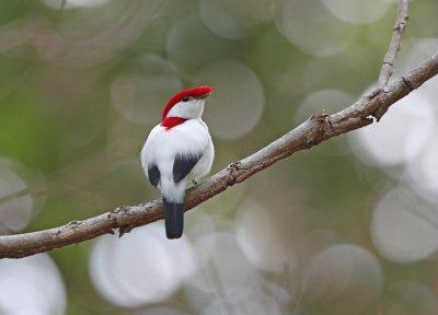 Manichino di araripe