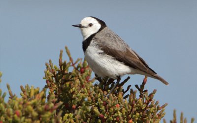 Mellifago frontebianca