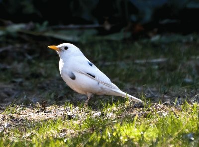 Merlo bianco