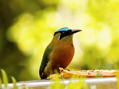 Motmot corona azzurra