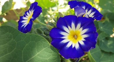 Convolvulus Tricolor