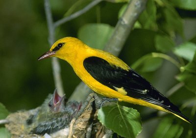 Oropendola europea