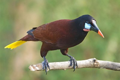 Oropendola