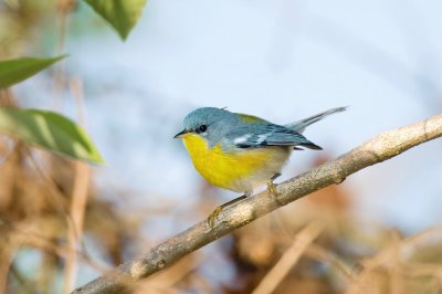 Parula tropicale