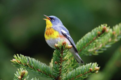 Parula americana