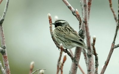 Passera scopaiola bruna