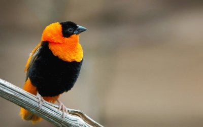 Passero arancio e nero