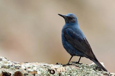 Passero solitario