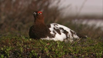 Pernice bianca nordica