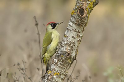 Picchio verde