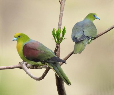 Piccione verde africano