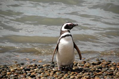 Pinguino magellano