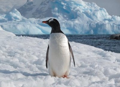 Pinguino antartico