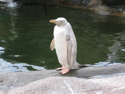 Pinguino albino