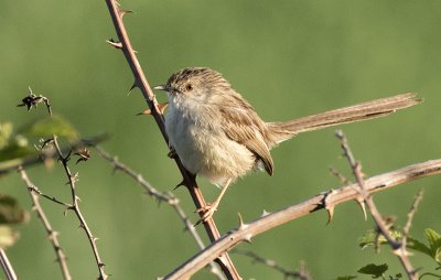 Prinia gracile