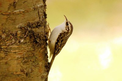 Rampichino alpestre