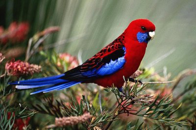 Rosella