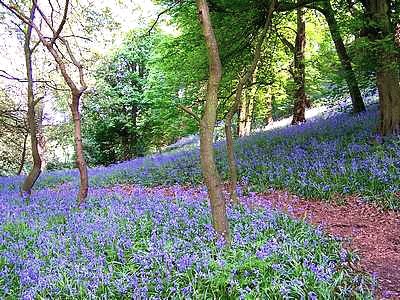 Ockbrook Wood at Dale Abbey