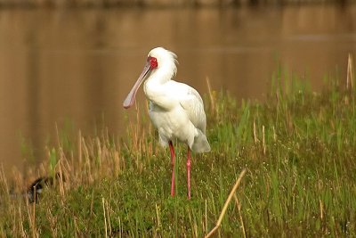 Spatola africana