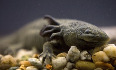 Axolotl