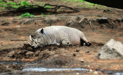 Cinghiale babirussa