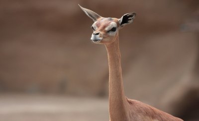 Gerenuk