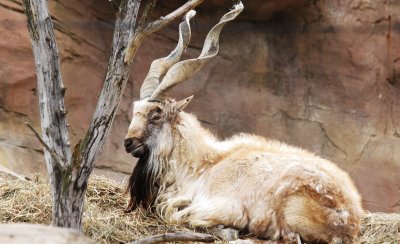 Markhor