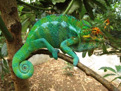 Camaleonte furcifer