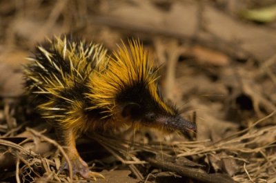 Tenrec striato