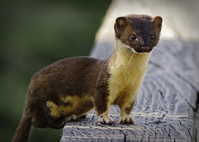 Mustela  frenata