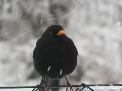 Turdus merula