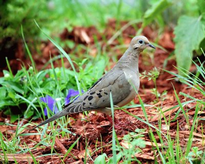 Tortora lamentosa americana